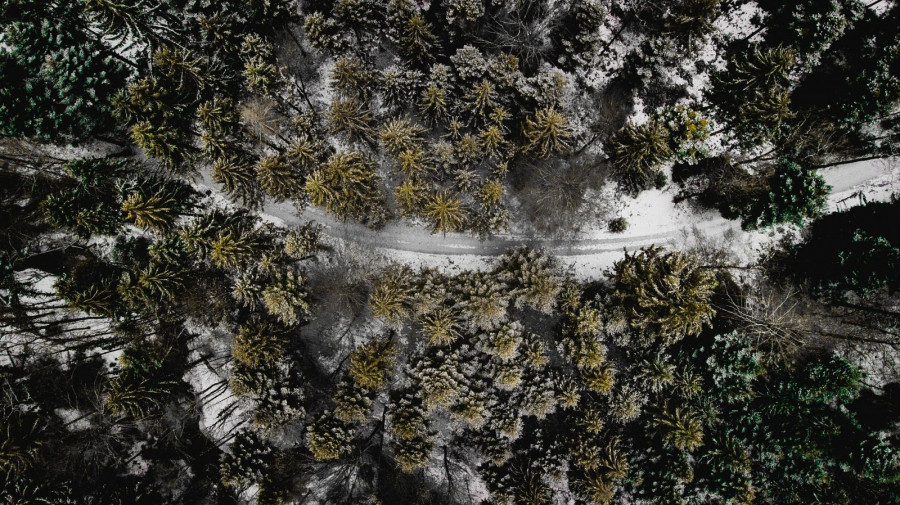 Imagen de un bosque a vista de dron. Foto Pixaby