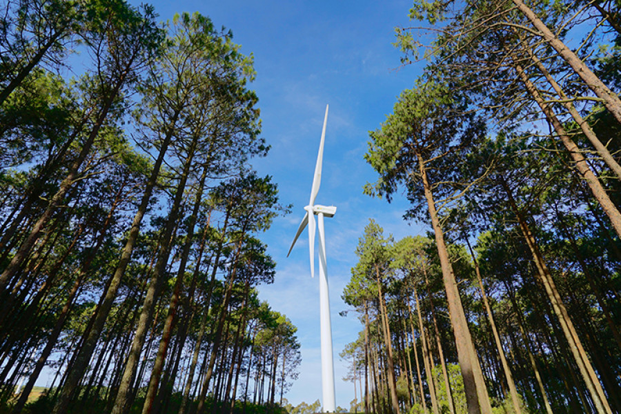 Iberdrola se compromete con la plantación de 20 millones de árboles hasta 2030. Foto Iberdrola