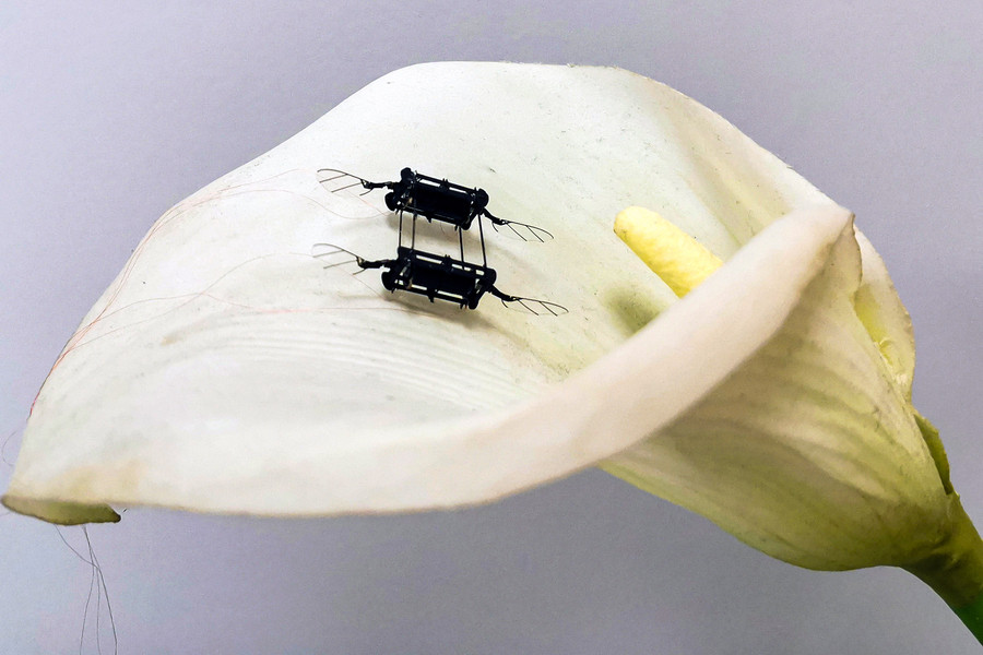 Nanorrobot con forma de insecto. Foto MIT
