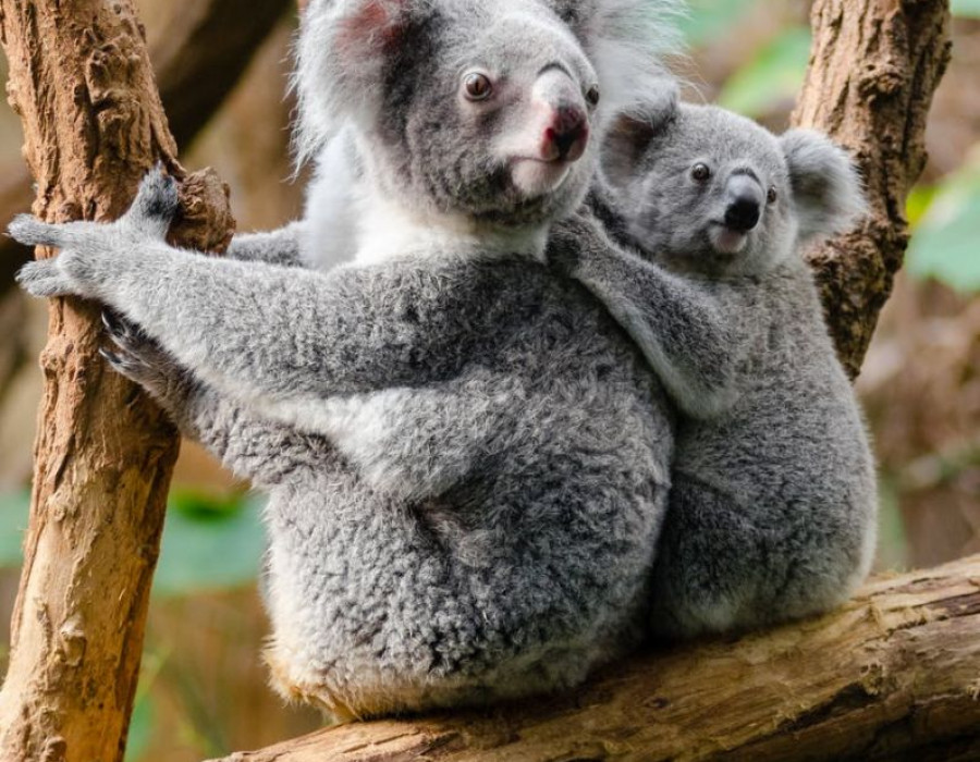 Dos koalas abrazados en un árbol. Foto Pexels