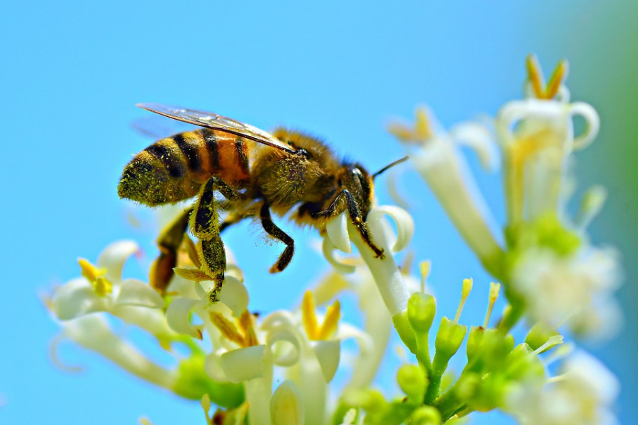 Una abeja durante la polinización. Foto Pixabay.