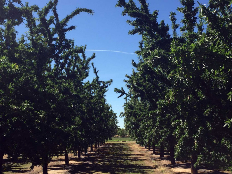 Campos de almendros. Foto Universidad de Córdoba.
