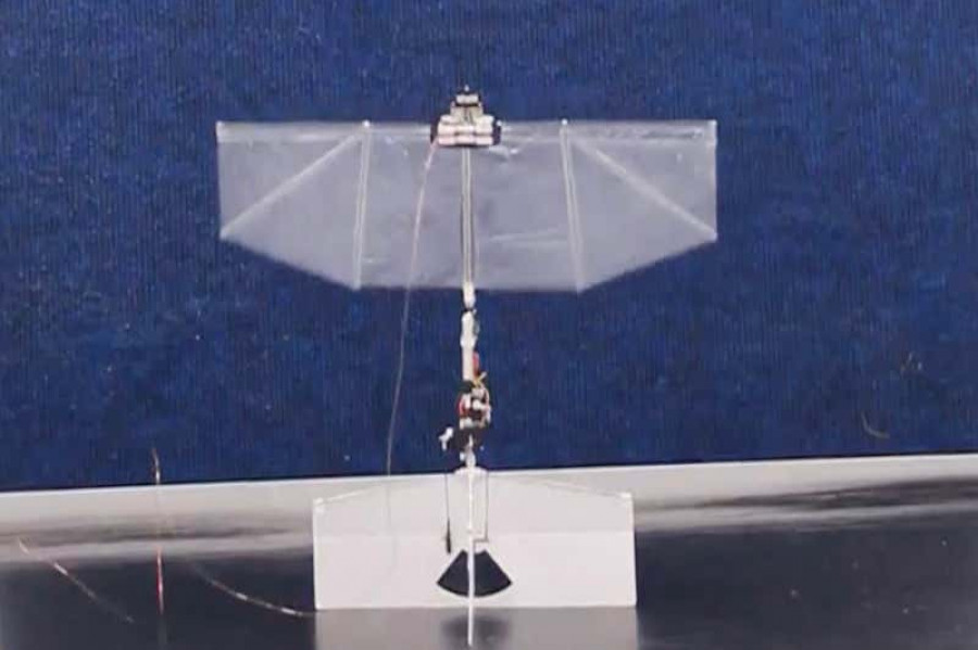 Dron de alas batientes. Foto Universidad de Nanyang.