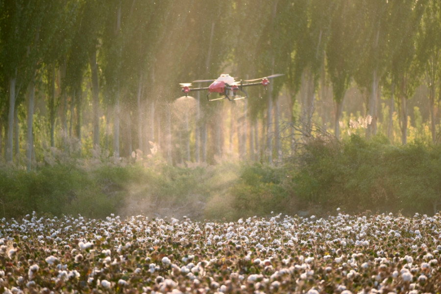 Defoliación de algodón. Foto XAG.