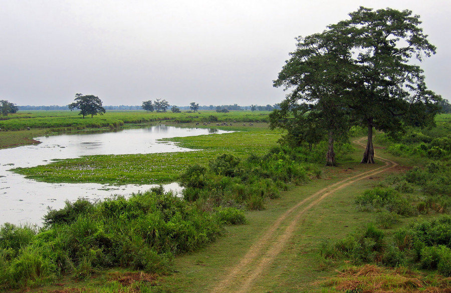 1280px Assam 042 yfb edit