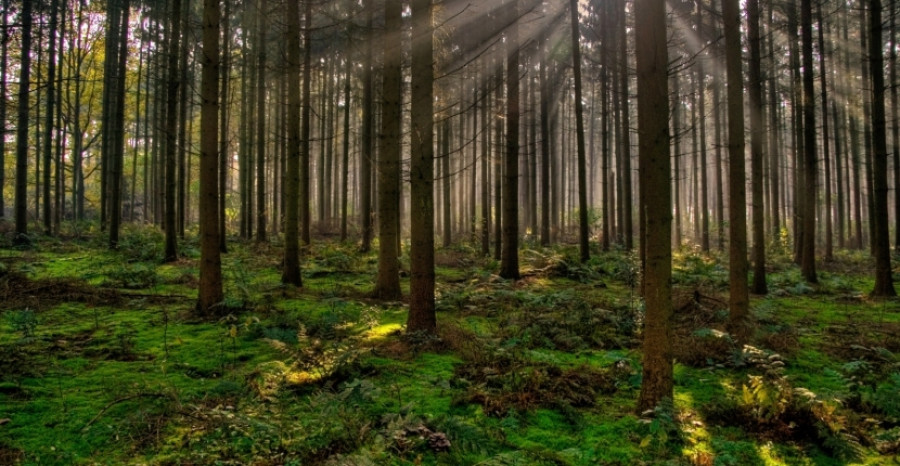 Bosque