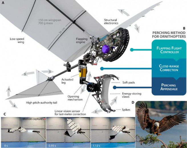 Pajaro robotico espanol