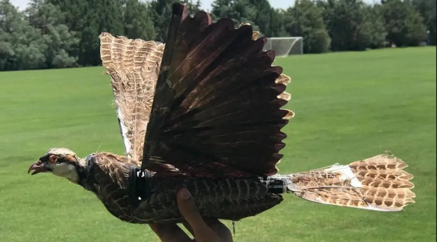 Bird drone