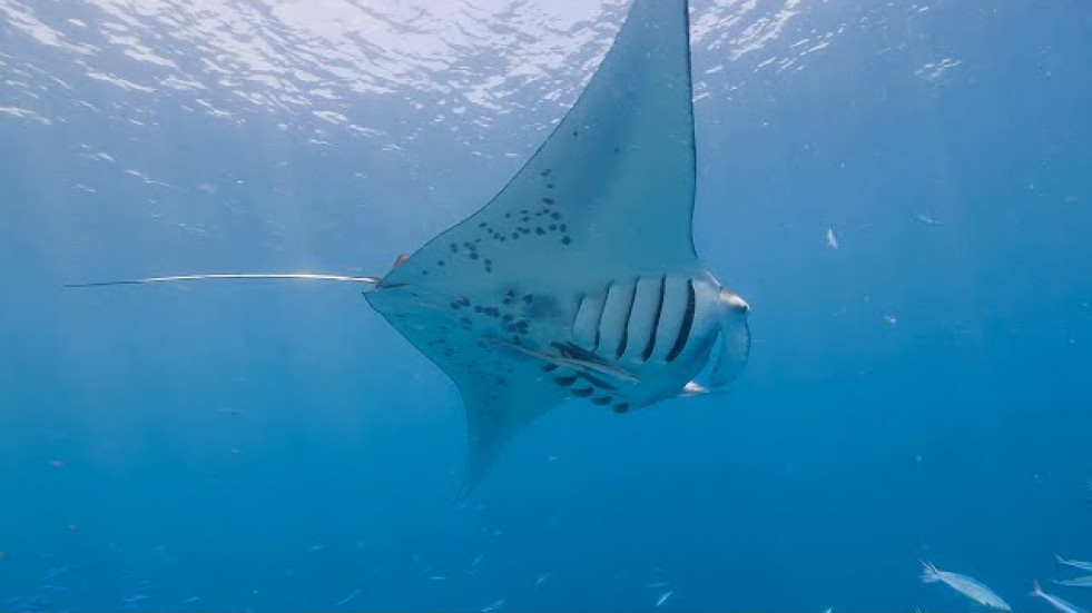 Manta Ray: Mastering the Deep